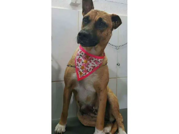 Cachorro ra a Indefinido  idade 4 anos nome Vitória 