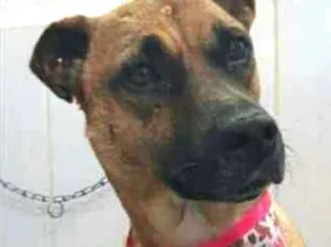 Cachorro raça Indefinido  idade 4 anos nome Vitória 