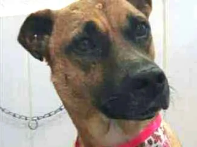 Cachorro ra a Indefinido  idade 4 anos nome Vitória 
