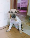 Mercúria