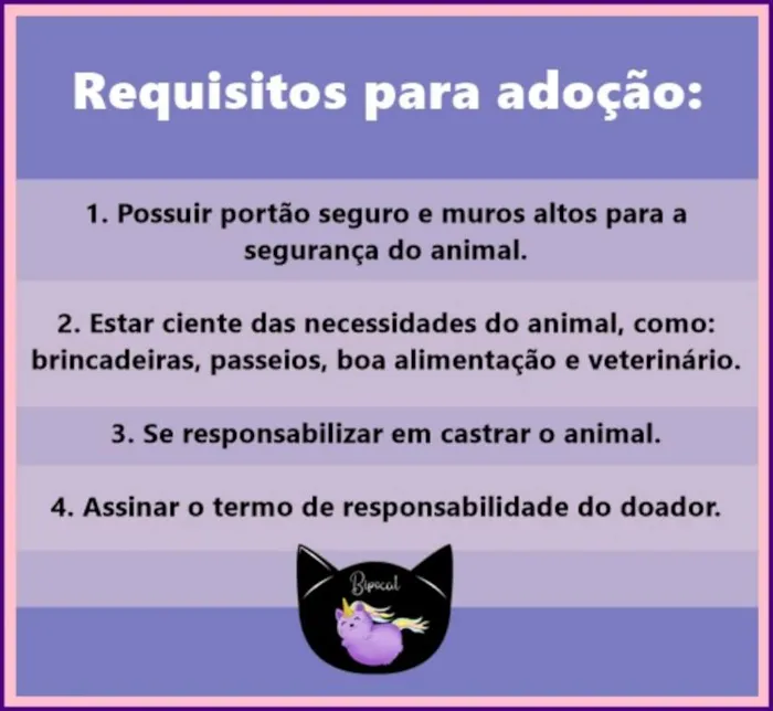 Cachorro ra a SRD (Pitbull mestiça) idade 7 a 11 meses nome Mercúria