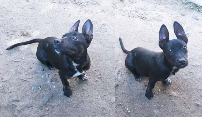 Cachorro ra a SRD (Pitbull mestiça) idade 2 a 6 meses nome Júpiter
