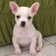 Percy