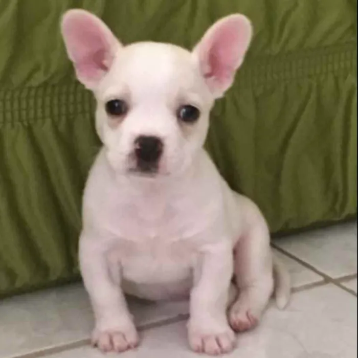 Cachorro ra a Bulldog francês misturado idade Abaixo de 2 meses nome Percy