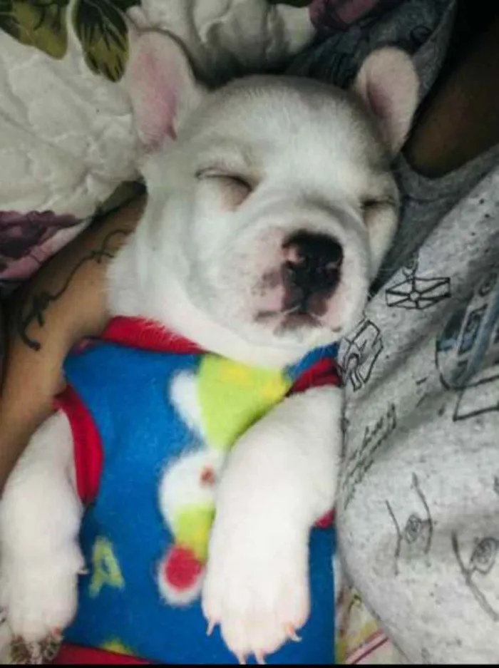 Cachorro ra a Bulldog francês misturado idade Abaixo de 2 meses nome Percy
