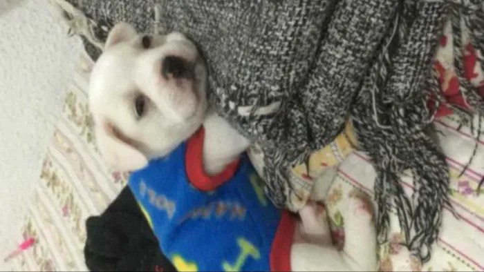 Cachorro ra a Bulldog francês misturado idade Abaixo de 2 meses nome Percy