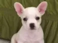 Percy