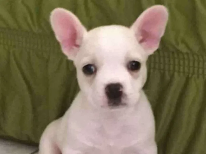 Cachorro ra a Bulldog francês misturado idade Abaixo de 2 meses nome Percy