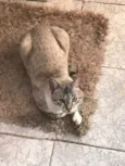 Simba
