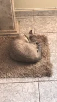 Simba