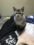 Simba