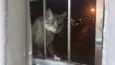 Simba
