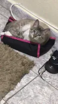 Simba