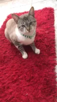 Simba