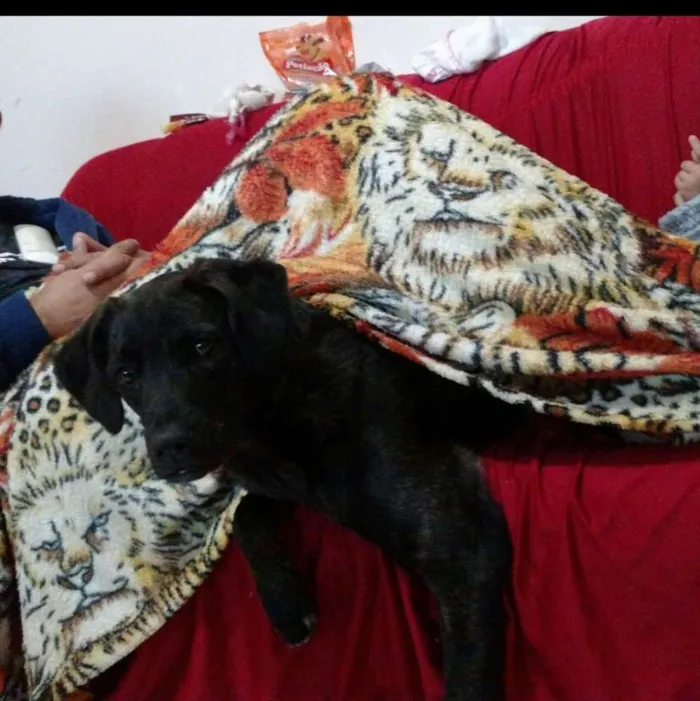 Cachorro ra a Fila com pastor idade 7 a 11 meses nome Ravena