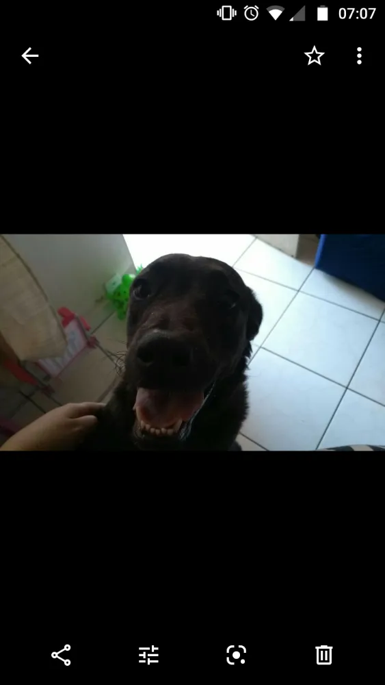 Cachorro ra a Fila com pastor idade 7 a 11 meses nome Ravena
