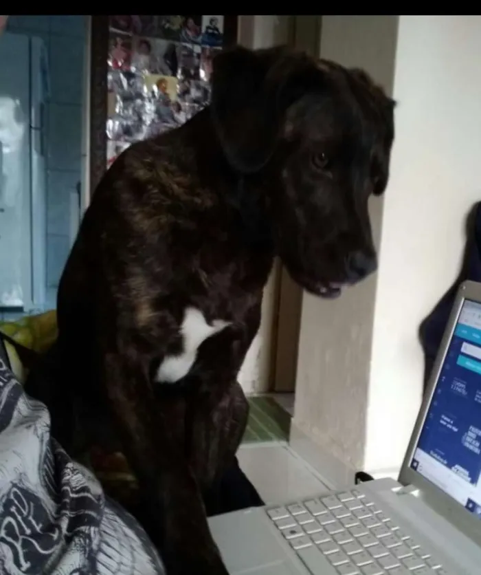 Cachorro ra a Fila com pastor idade 7 a 11 meses nome Ravena