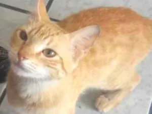 Gato raça SRD idade 1 ano nome Não tem 