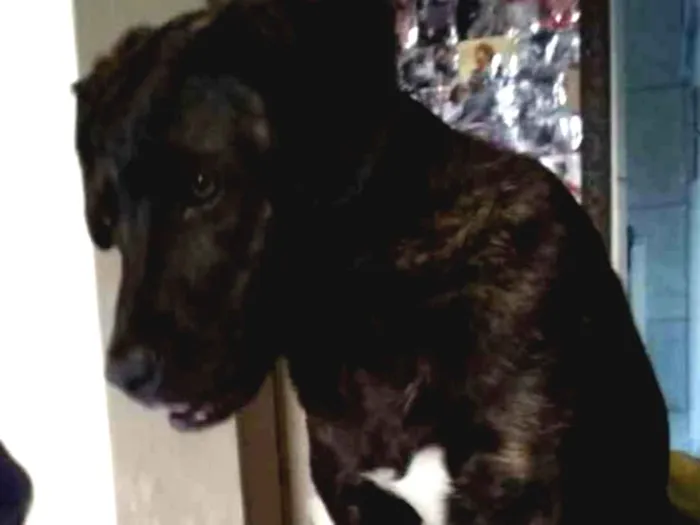 Cachorro ra a Fila com pastor idade 7 a 11 meses nome Ravena