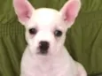 Percy