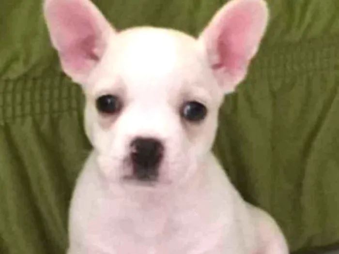 Cachorro ra a Bulldog francês misturado idade Abaixo de 2 meses nome Percy