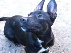 Cachorro raça SRD (Pitbull mestiça) idade 2 a 6 meses nome Júpiter