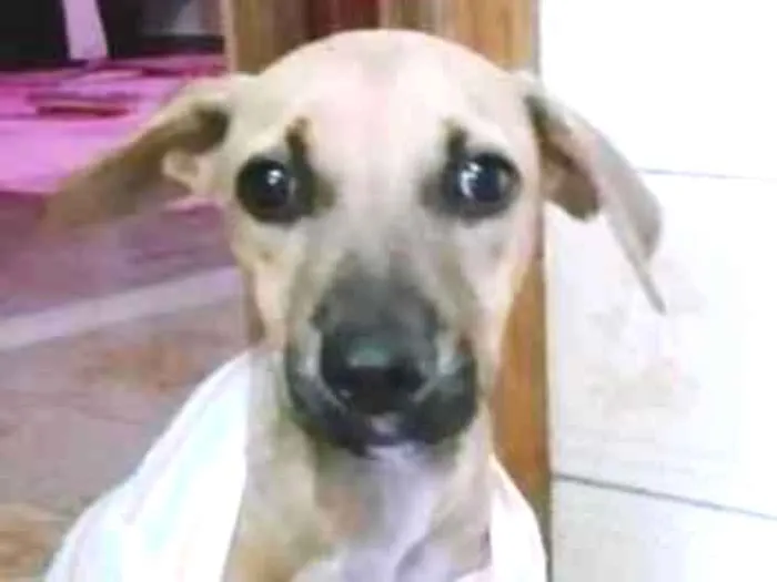 Cachorro ra a SRD (Pitbull mestiça) idade 7 a 11 meses nome Mercúria
