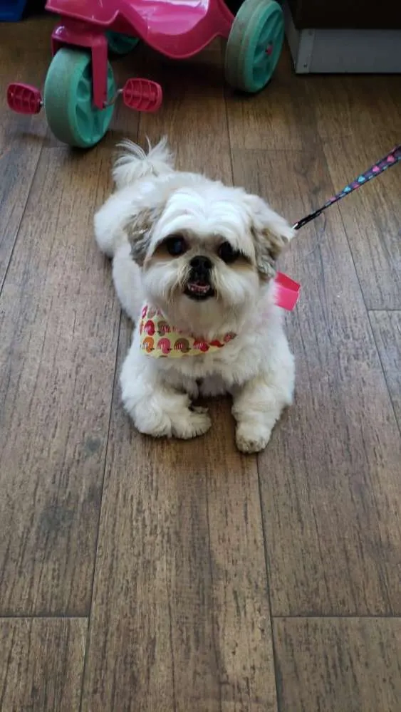 Cachorro ra a Shitsu idade 6 ou mais anos nome Jade