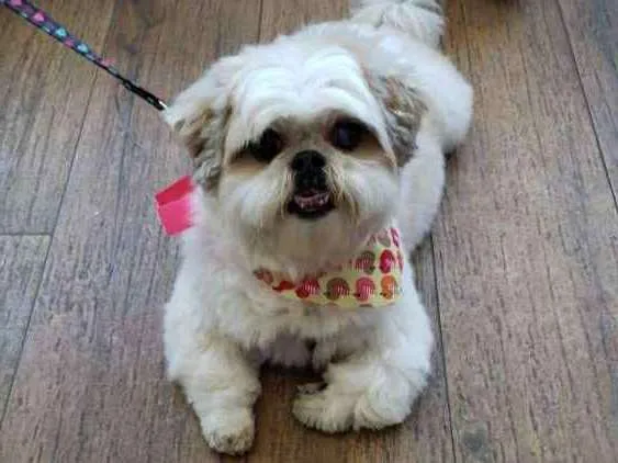 Cachorro ra a Shitsu idade 6 ou mais anos nome Jade