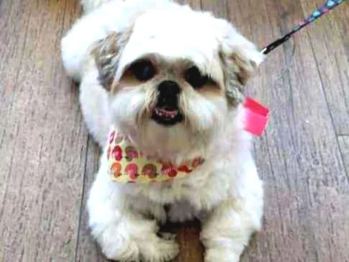 Cachorro ra a Shitsu idade 6 ou mais anos nome Jade