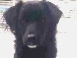Cachorro raça SRD idade 1 ano nome Ralf