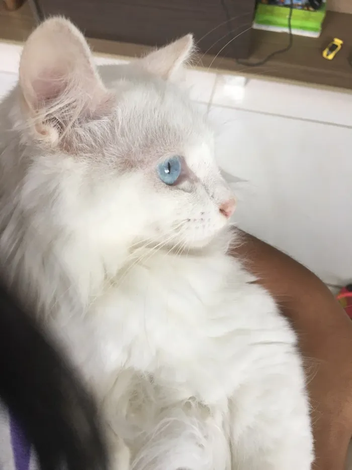 Gato raça  idade 1 ano nome Nina 