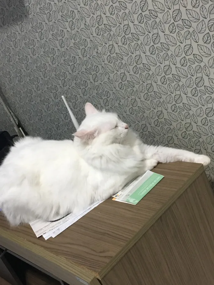 Gato raça  idade 1 ano nome Nina 