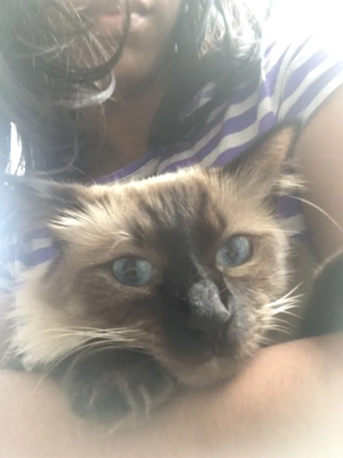 Gato raça Siamês  idade 1 ano nome Amora 