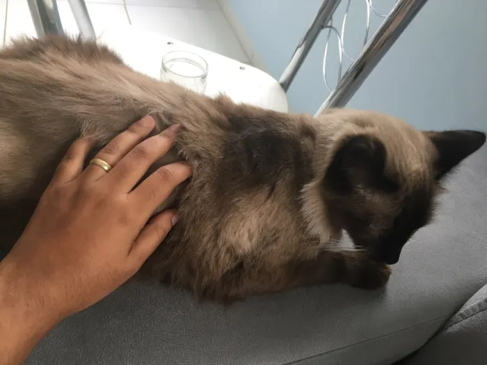 Gato raça Siamês  idade 1 ano nome Amora 