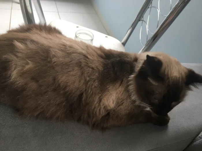 Gato raça Siamês  idade 1 ano nome Amora 