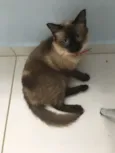 Amora 