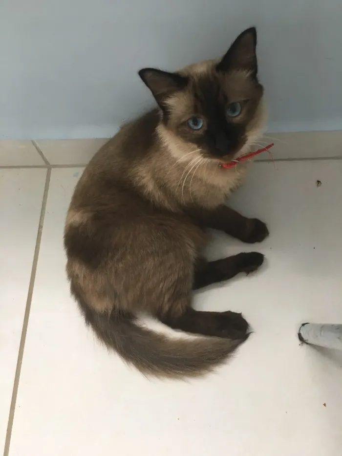 Gato raça Siamês  idade 1 ano nome Amora 