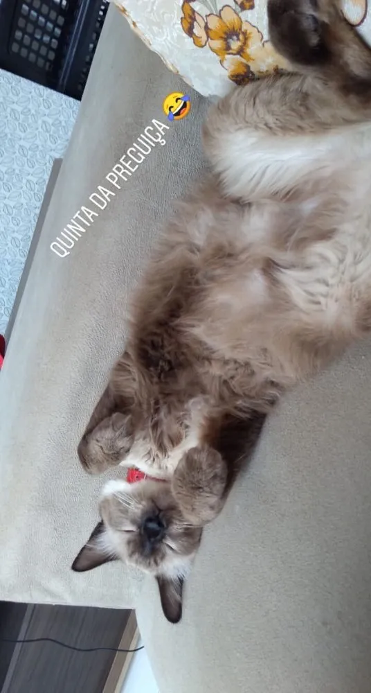 Gato raça Siamês  idade 1 ano nome Amora 