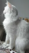 Nina 