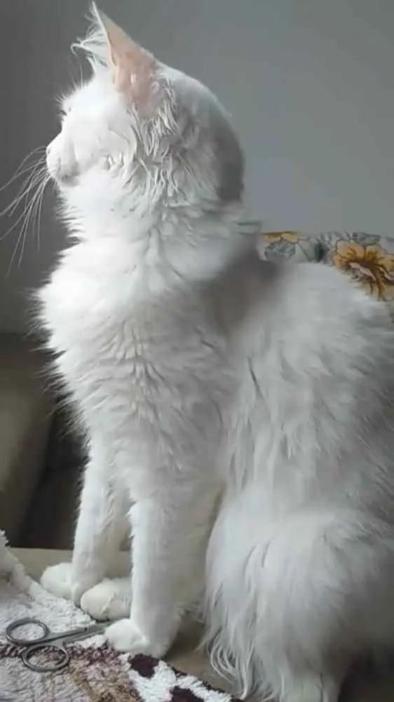 Gato raça  idade 1 ano nome Nina 
