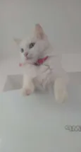 Nina 