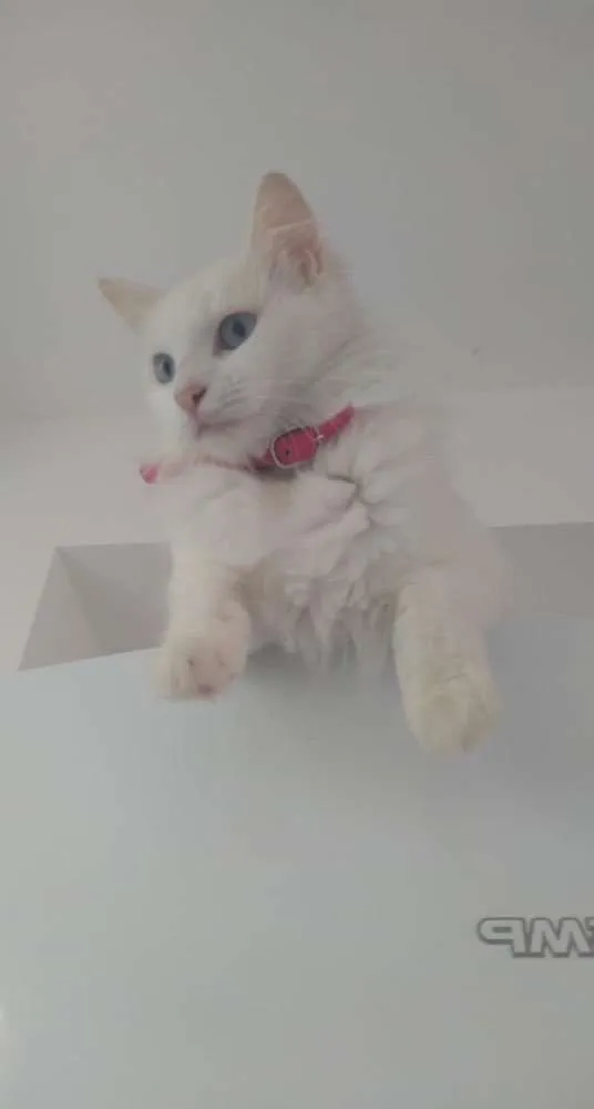 Gato raça  idade 1 ano nome Nina 