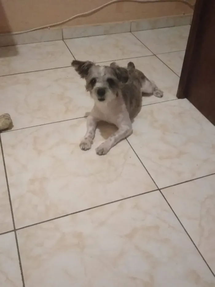 Cachorro ra a Shitzu idade 1 ano nome Potter