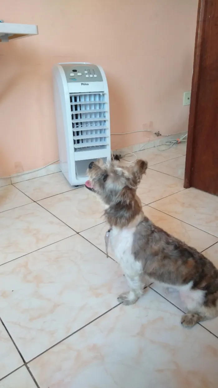 Cachorro ra a Shitzu idade 1 ano nome Potter