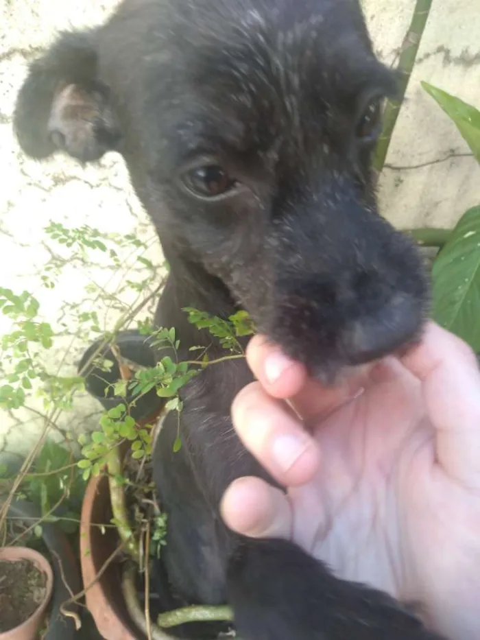 Cachorro ra a Vira lata idade 4 anos nome Princesa