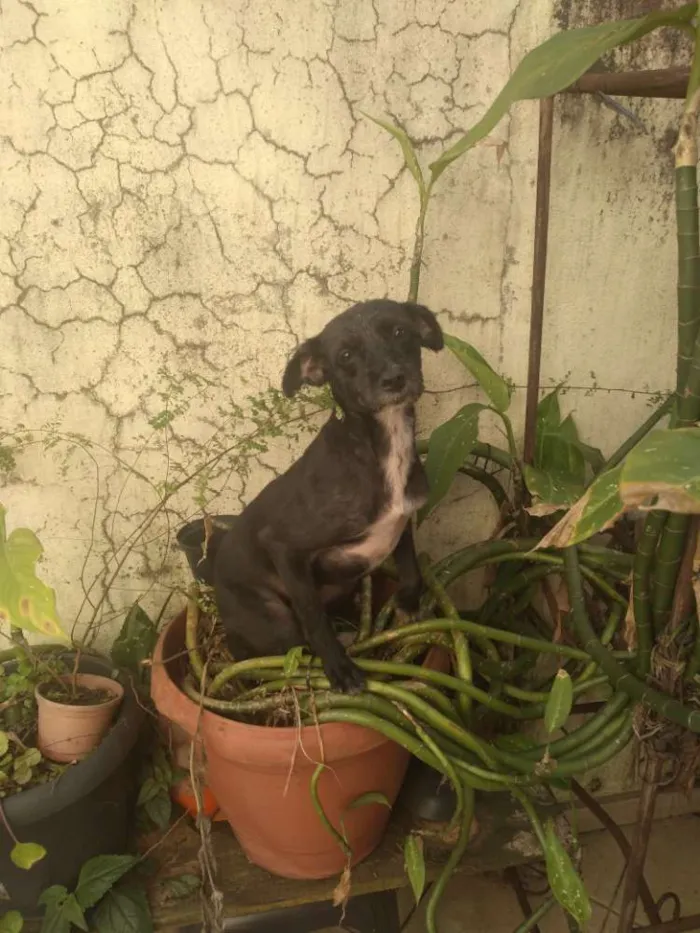 Cachorro ra a Vira lata idade 4 anos nome Princesa