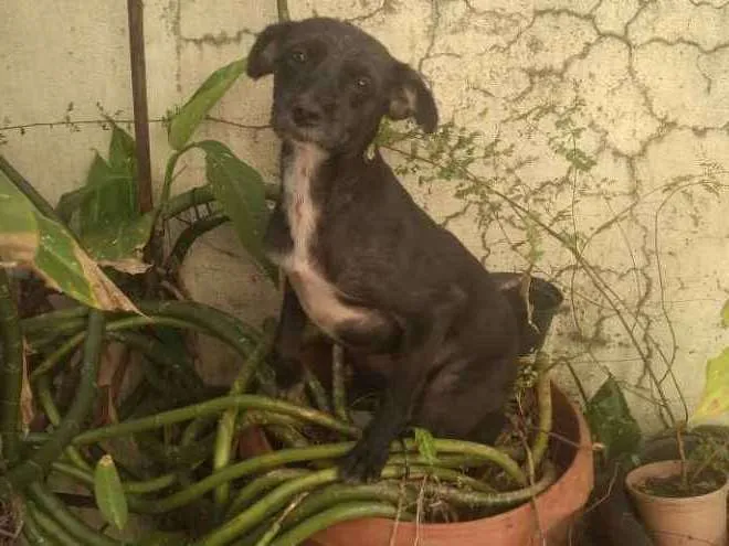 Cachorro ra a Vira lata idade 4 anos nome Princesa