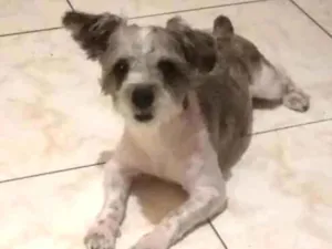 Cachorro raça Shitzu idade 1 ano nome Potter