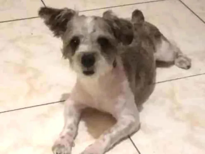Cachorro ra a Shitzu idade 1 ano nome Potter